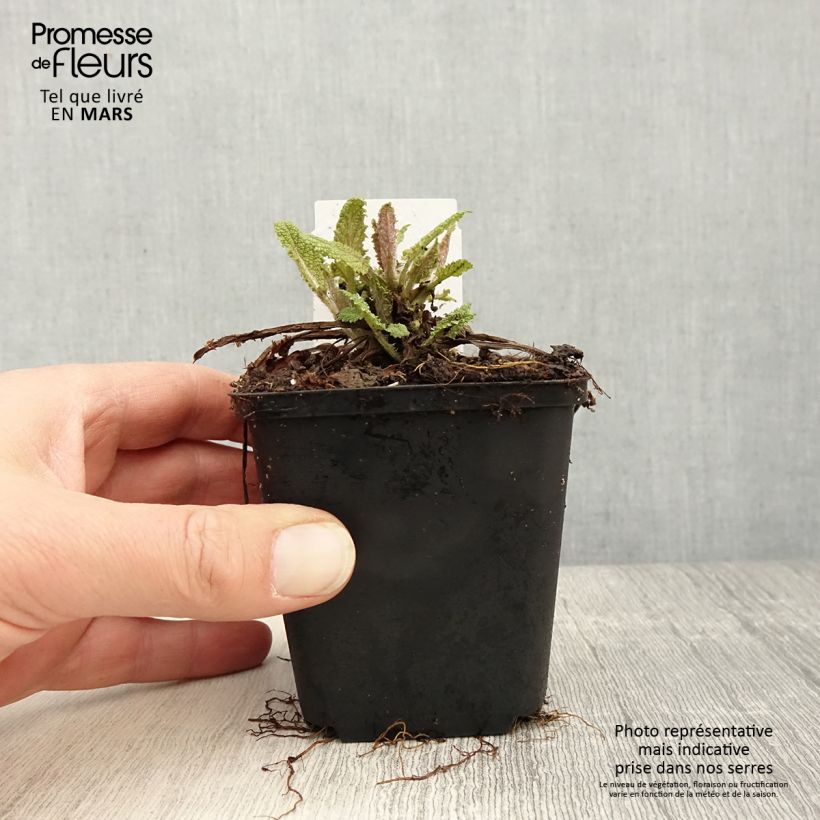 Example of Salvia pratensis Rose Rhapsody - Sauge des près Godet de 8/9 cm as you get in printemps