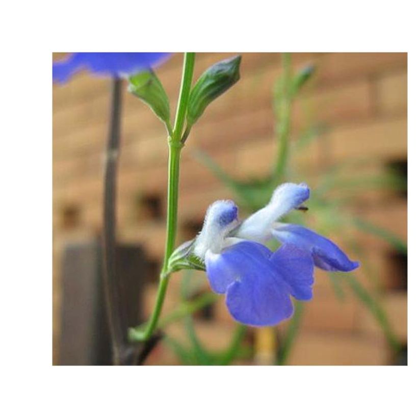 Salvia reptans West Texas form - Sauge cobalt  (Flowering)