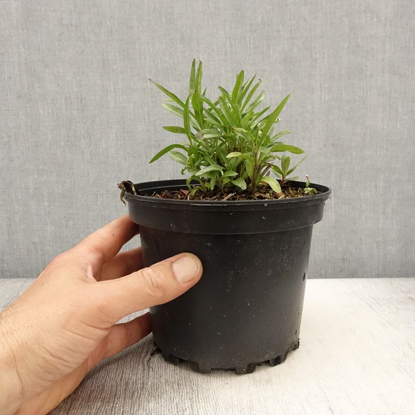 Example of Salvia reptans West Texas form - Sauge cobalt  Pot de 2L/3L as you get in printemps