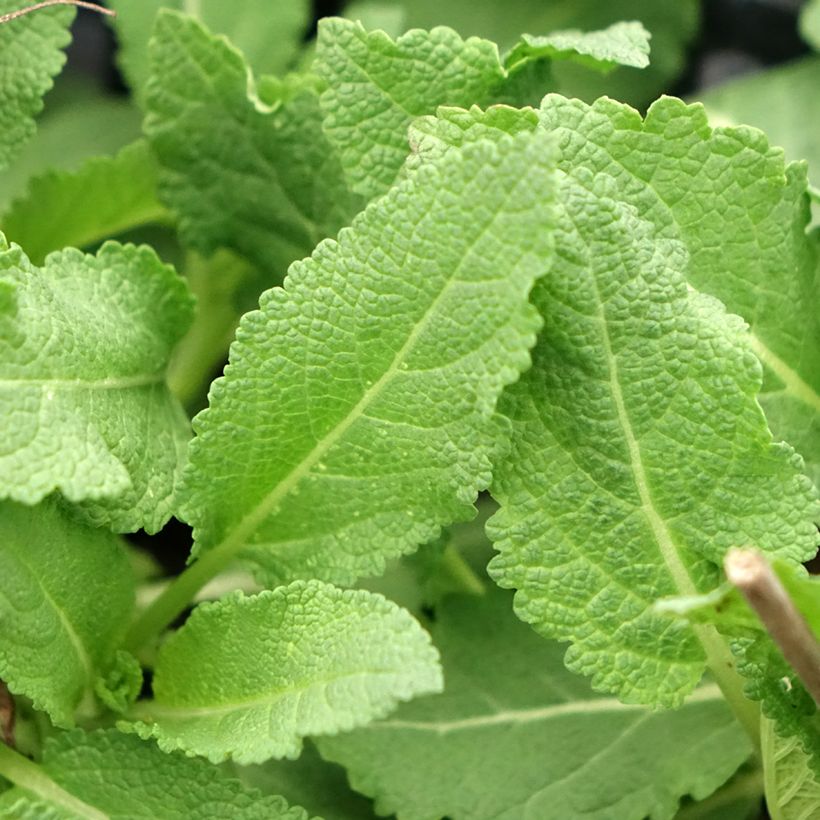 Salvia superba Reine Rose - Sauge des bois (Foliage)