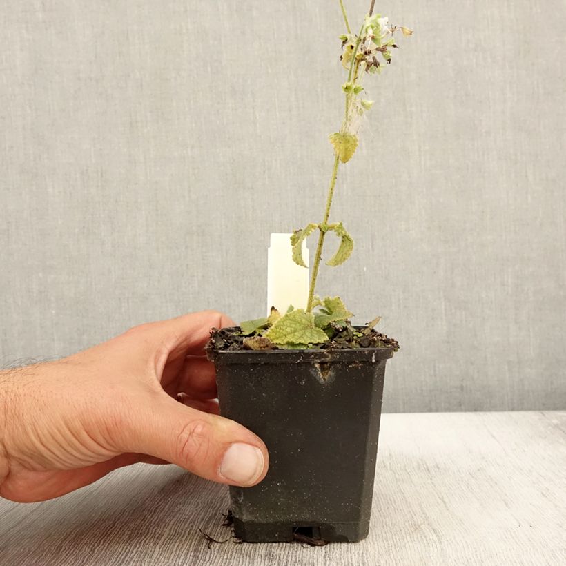 Spécimen de Salvia verticillata Alba - Sauge verticillée Godet de 8/9 cm tel que livré en automne
