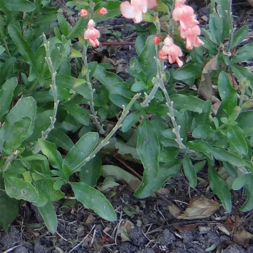 Sauge arbustive California Sunset - Salvia (x) jamensis (Foliage)