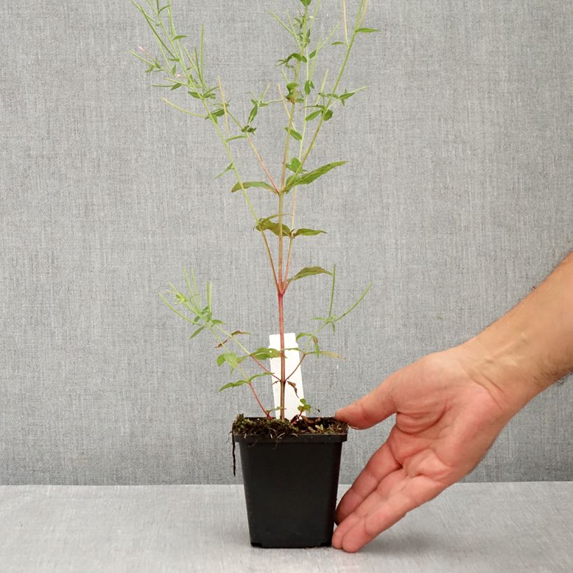 Spécimen de Salvia x sylvestris Dear Anja - Sauge Dear Anja Godet de 8/9 cm tel que livré en été