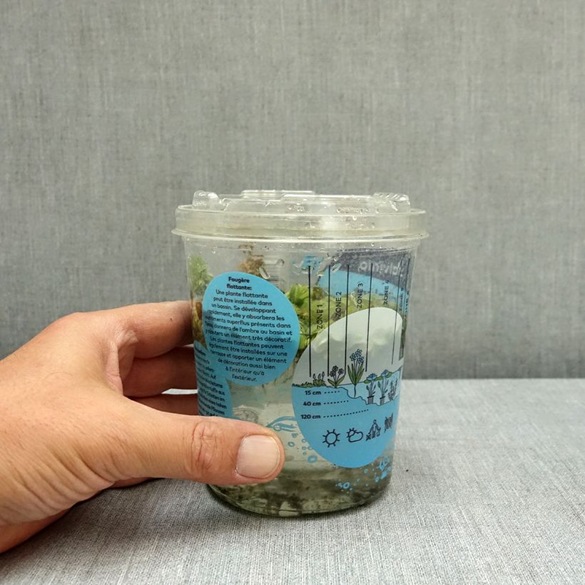 Spécimen de Salvinia natans - Salvinie nageante Boîte, boite plastique 12cm tel que livré en été