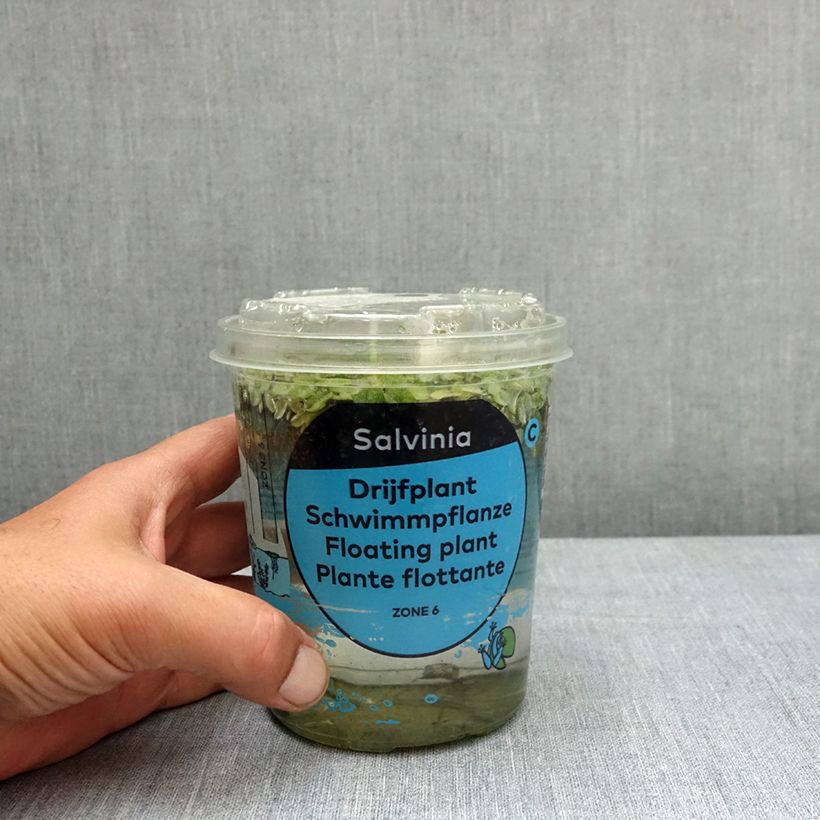 Spécimen de Salvinia natans - Salvinie nageante Boîte, boite plastique 12cm tel que livré au printemps