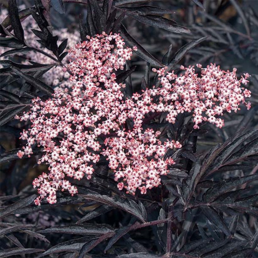 Sureau noir - Sambucus nigra Black Lace (Eva) (Flowering)