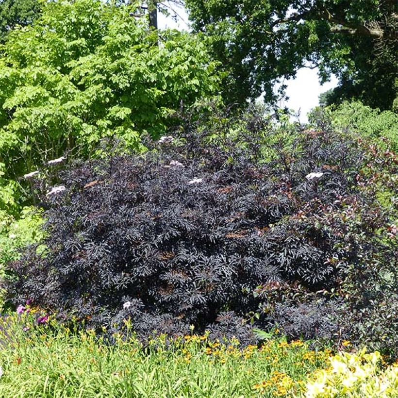 Sureau noir - Sambucus nigra Black Lace (Eva) (Plant habit)