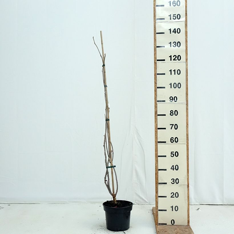 Example of Sambucus nigra Monstrosa - Sureau noir Pot de 4L/5L as you get in automne