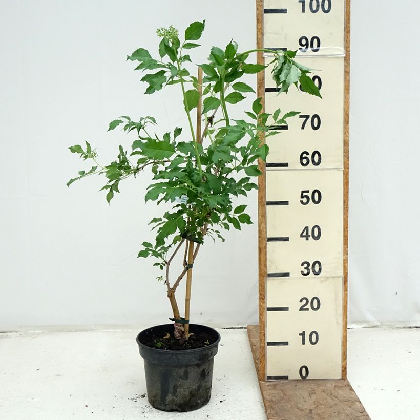 Spécimen de Sambucus nigra Monstrosa - Sureau noir Pot de 4L/5L tel que livré au printemps
