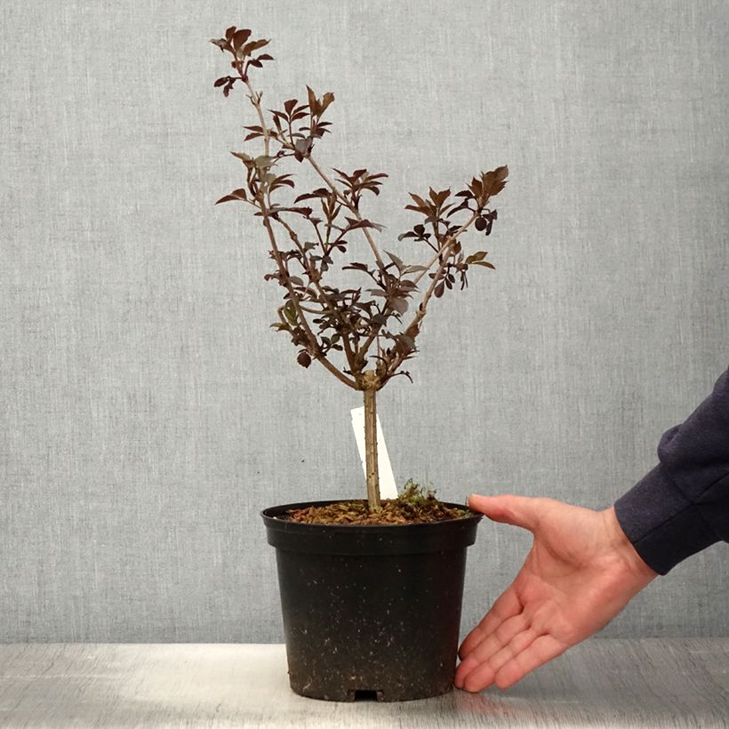 Example of Sambucus nigra Thundercloud - Sureau noir Pot de 3L/4L as you get in printemps