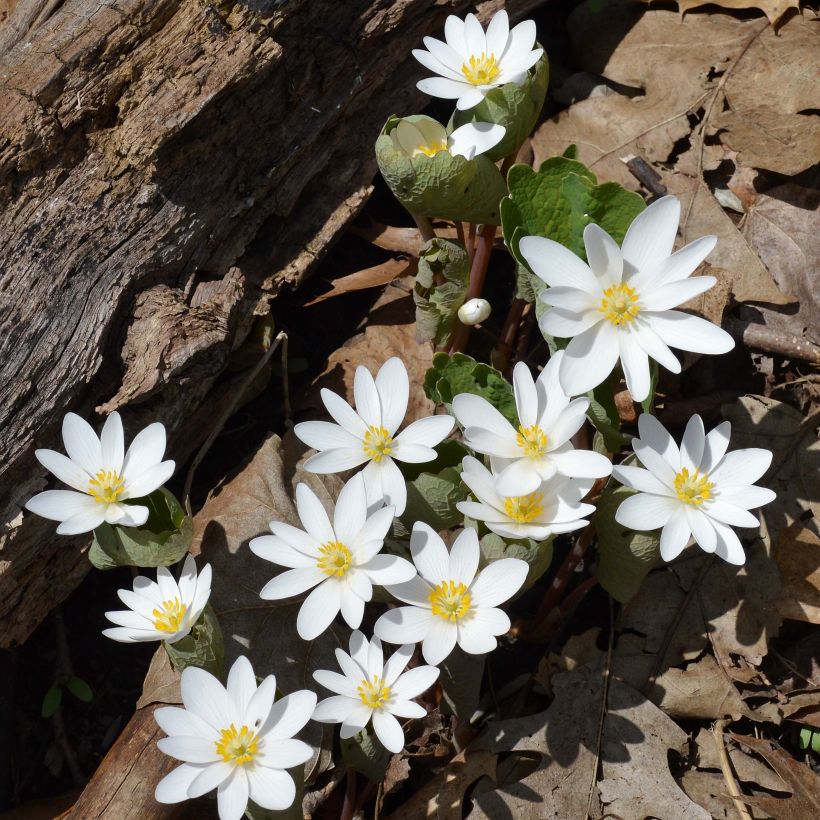 Sanguinaria canadensis - Sanguinaire (Plant habit)