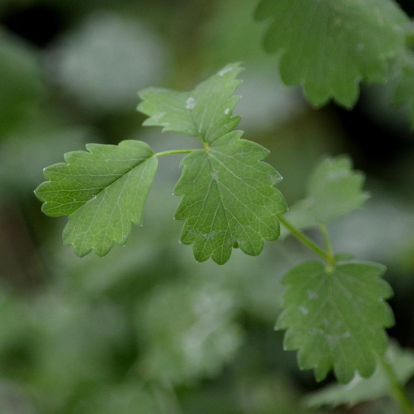 Sanguisorba minor - Petite Pimprenelle (Foliage)
