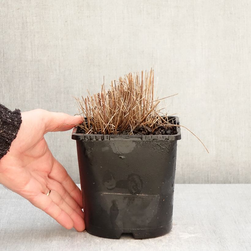 Example of Sanguisorba officinalis Pink Tanna - Grande Pimprenelle Pot de 2L/3L as you get in hiver