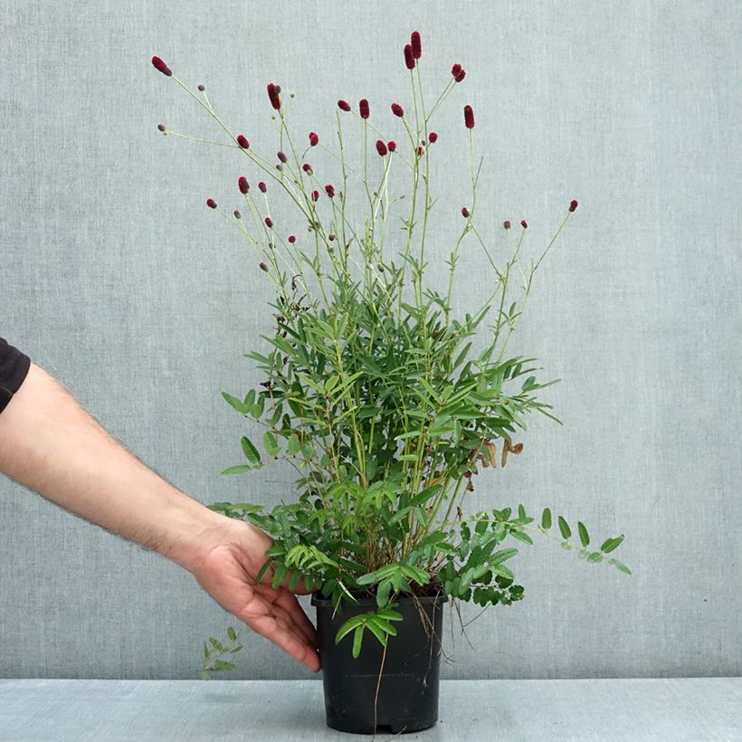 Spécimen de Sanguisorba Plum Drops - Pimprenelle Pot de 1,5L/2L tel que livré en été