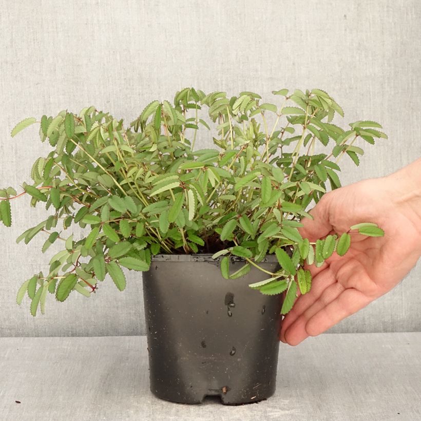 Spécimen de Sanguisorba Plum Drops - Pimprenelle Pot de 1,5L/2L tel que livré au printemps