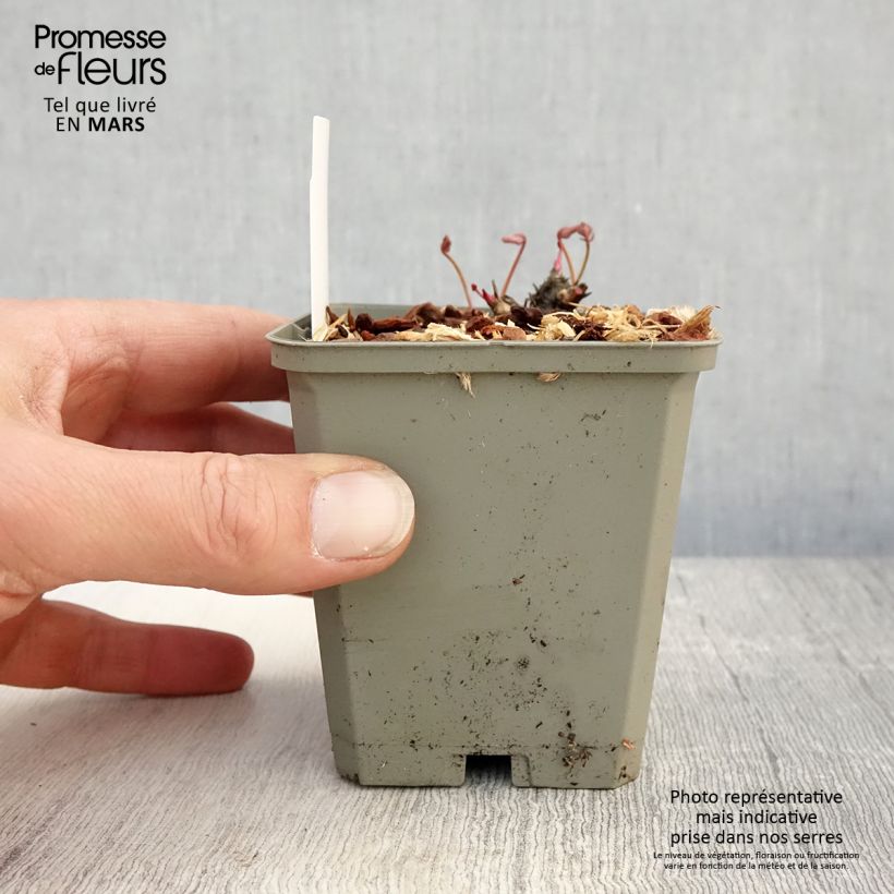 Example of Sanguisorba Proud Mary - Pimprenelle Godet de 8/9 cm as you get in printemps