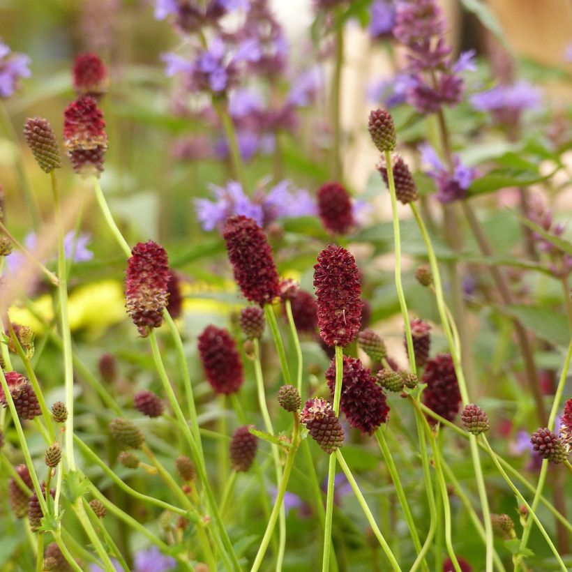 Sanguisorba Red Thunder - Pimprenelle (Flowering)