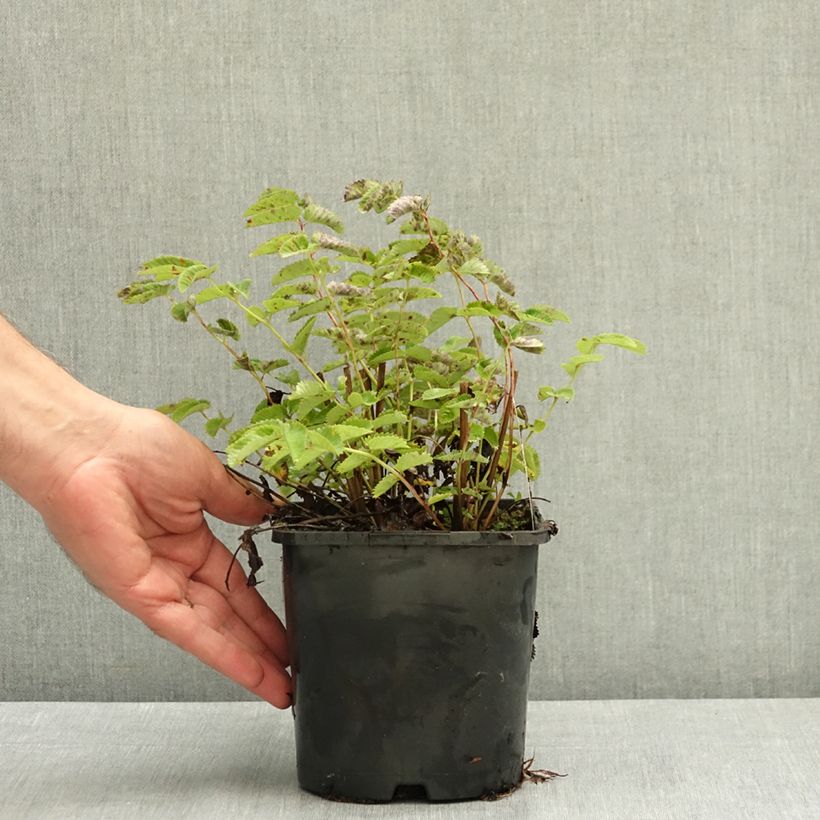 Spécimen de Sanguisorba Wake Up - Pimprenelle Pot de 1,5L/2L tel que livré en été