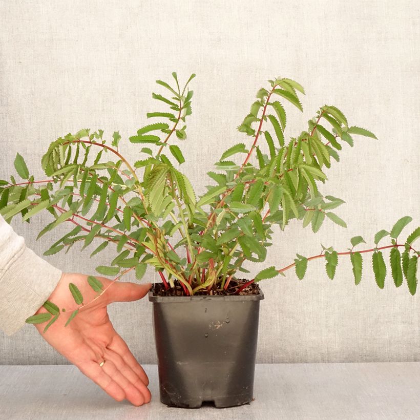 Example of Sanguisorba White Brushes Pot de 2L/3L as you get in printemps