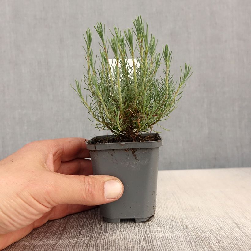 Example of Santolina virens - Santoline à feuilles de romarin Godet de 8/9 cm as you get in printemps