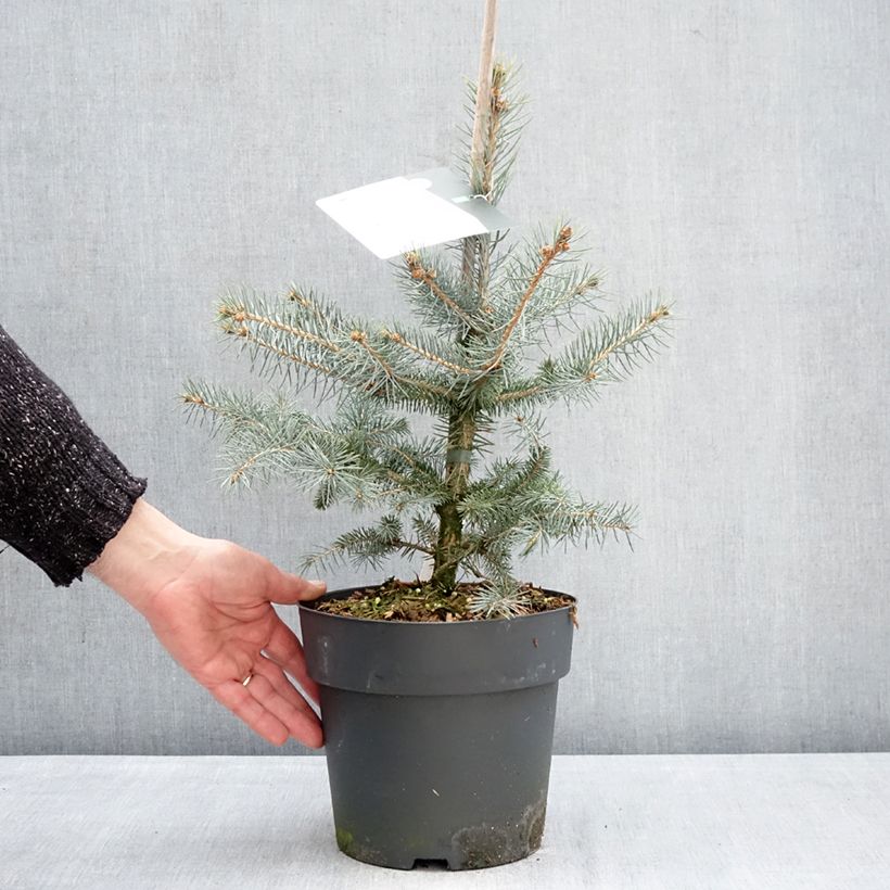 Spécimen de Sapin bleu - Picea pungens Blue Diamond Pot de 4L/5L tel que livré en hiver