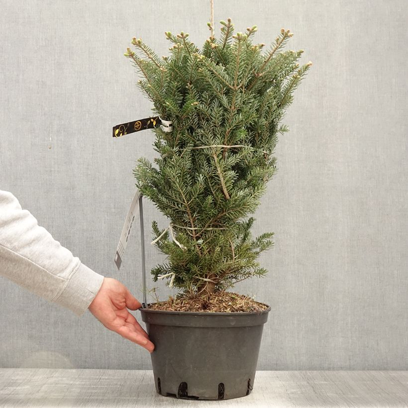 Example of Sapin de Corée nain - Abies koreana Molli Pot de 4L/5L as you get in printemps