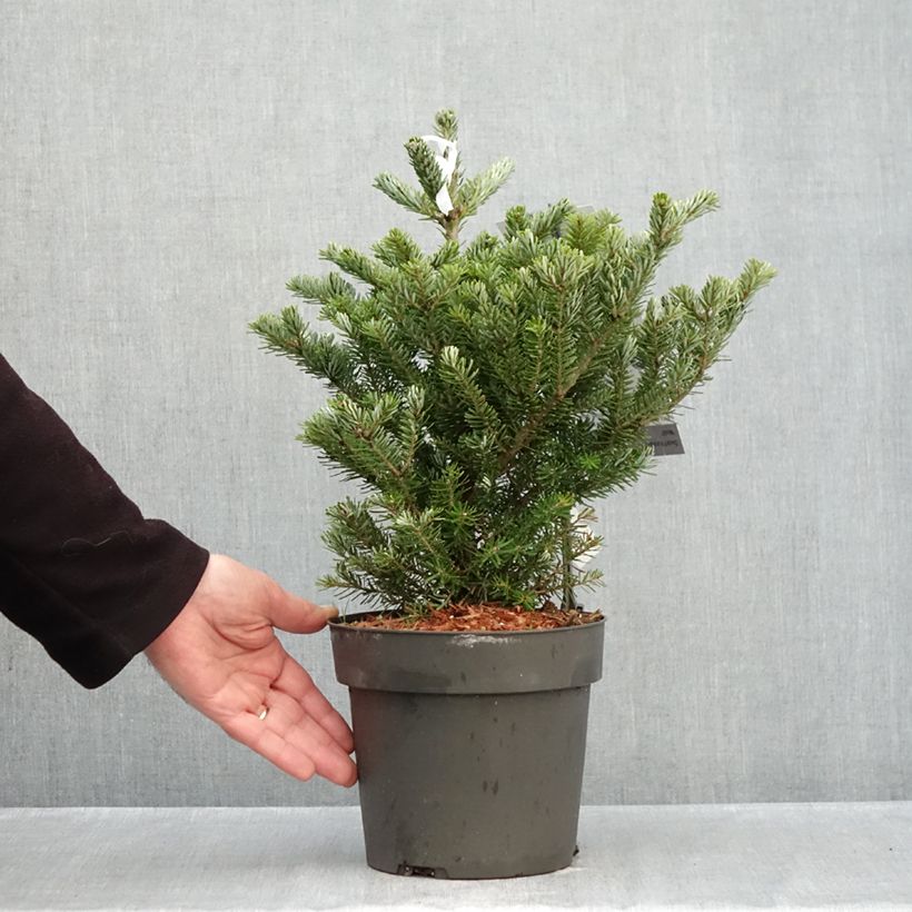 Spécimen de Sapin de Corée nain - Abies koreana Molli Pot de 4L/5L tel que livré en automne