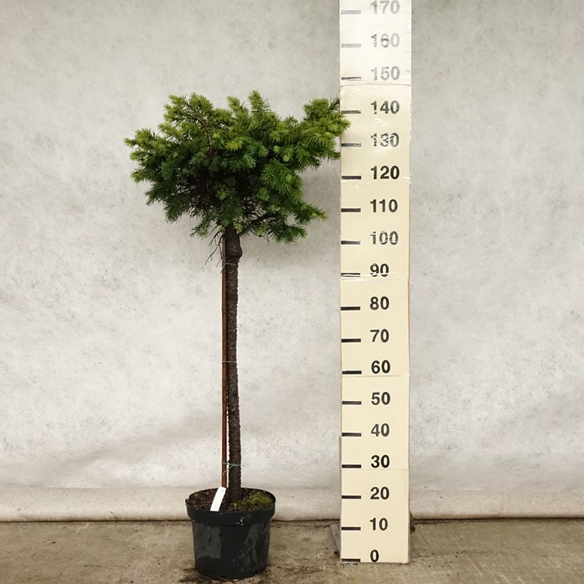 Spécimen de Sapin de Douglas - Pseudotsuga menziesii Fletcheri Pot de 7,5L/10L, Tige, Tige de 80 cm tel que livré en été