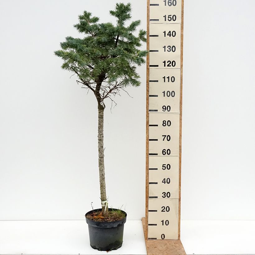 Spécimen de Sapin de Douglas - Pseudotsuga menziesii Fletcheri Pot de 7,5L/10L, Tige, Tige de 80 cm tel que livré en automne