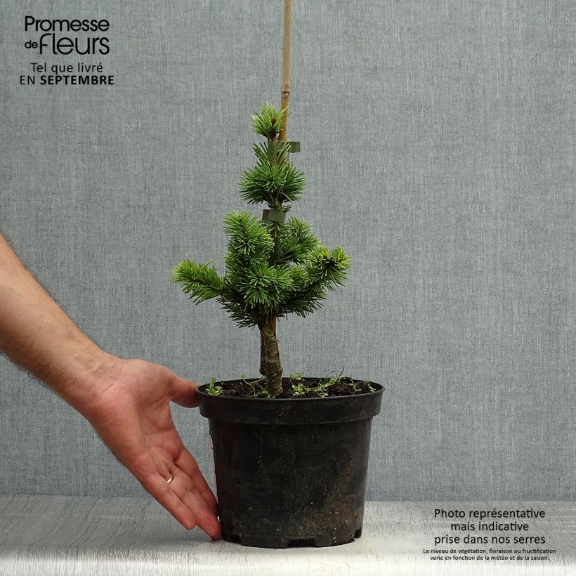 Example of Sapin de Douglas - Pseudotsuga menziesii Pannenhoef   Pot de 3L/4L as you get in automne
