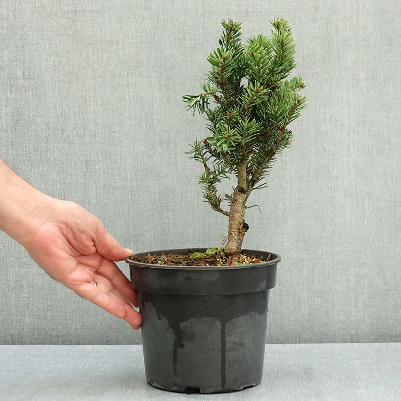Spécimen de Sapin de Nordmann - Abies nordmanniana Kulista Pot de 3L/4L tel que livré en été