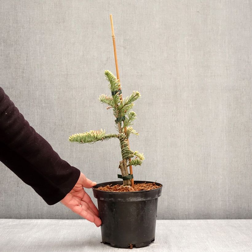 Example of Sapin noble - Abies procera Sherwoodii Pot de 3L/4L as you get in hiver