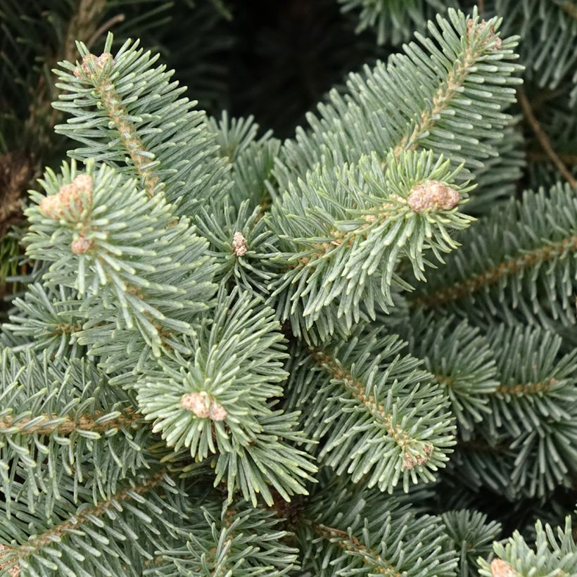 Sapin subalpin - Abies lasiocarpa Compacta (Foliage)