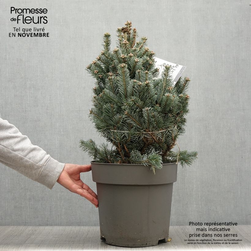Spécimen de Sapin subalpin - Abies lasiocarpa Compacta Pot de 6L/7L tel que livré en automne