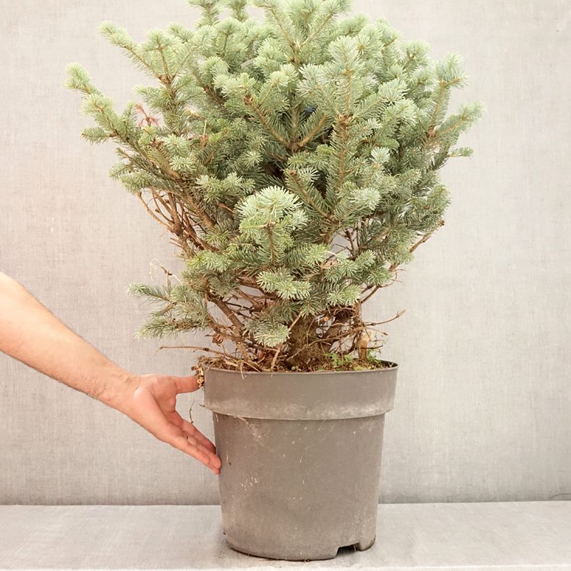 Spécimen de Sapin subalpin - Abies lasiocarpa Compacta Pot de 6L/7L tel que livré en été