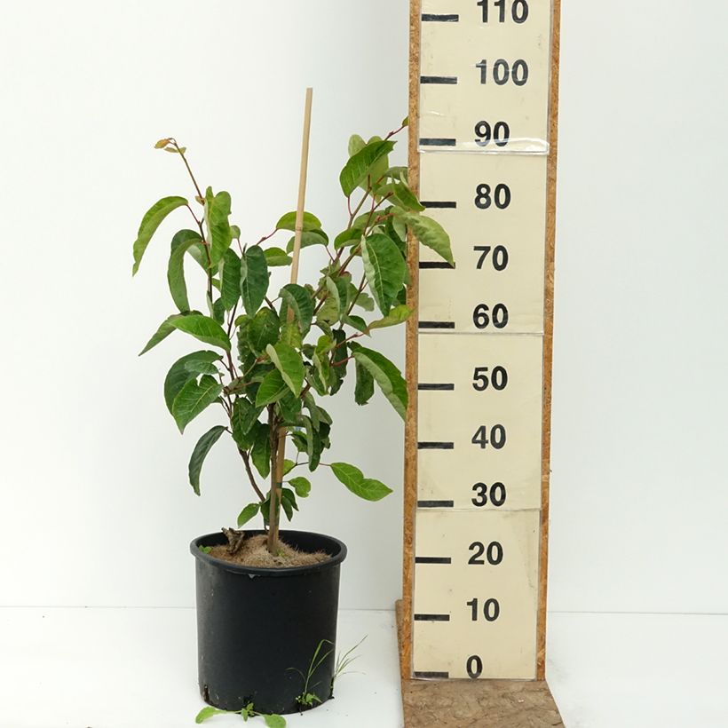 Spécimen de Sapium japonicum - Neoshirakia japonica Pot de 12L/15L tel que livré en été