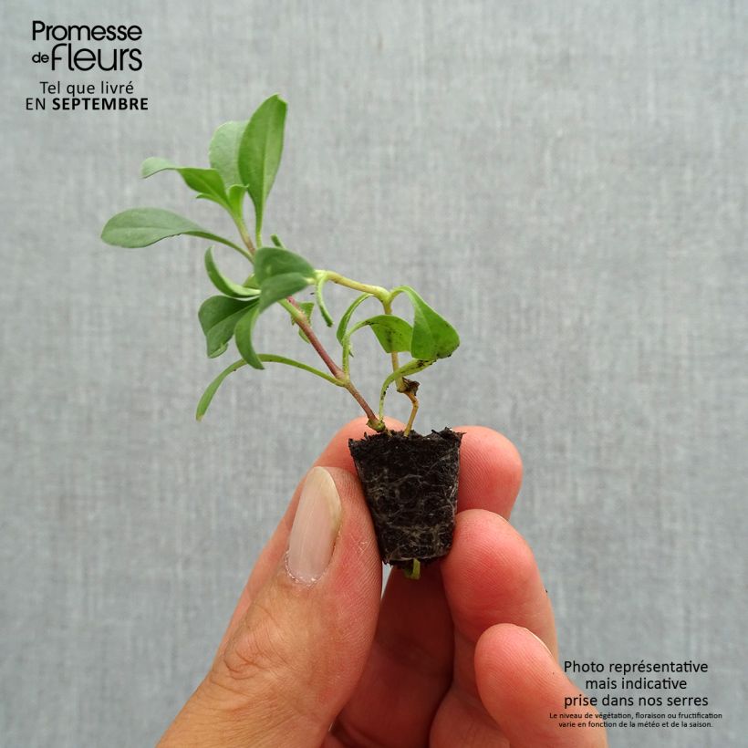 Example of Saponaria ocymoides - Saponaire de Montpellier Mini-motte Ø 1,5/2,5 cm as you get in automne