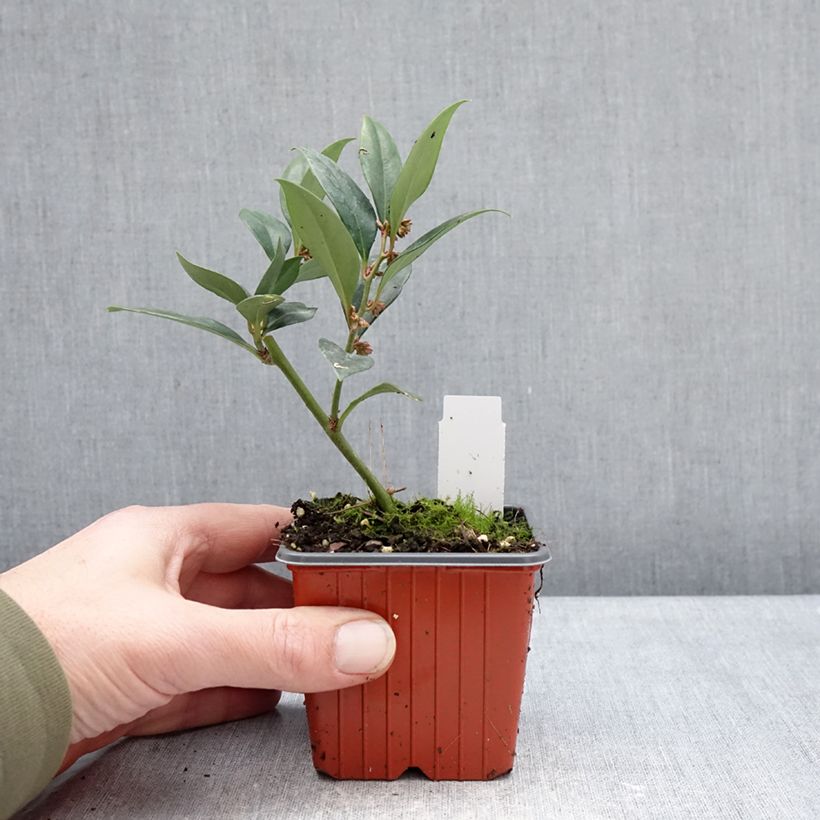 Example of Sarcococca Dragon's gate Godet de 8/9 cm as you get in hiver