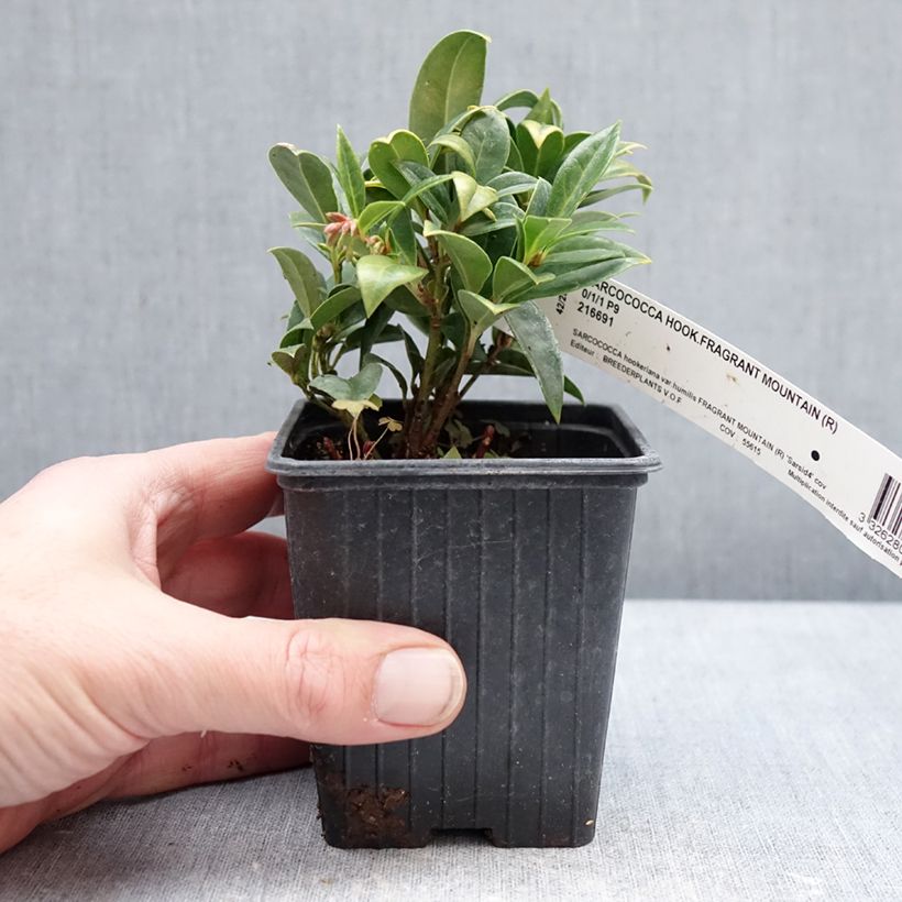 Example of Sarcococca Fragrant Mountain Godet de 8/9 cm as you get in hiver