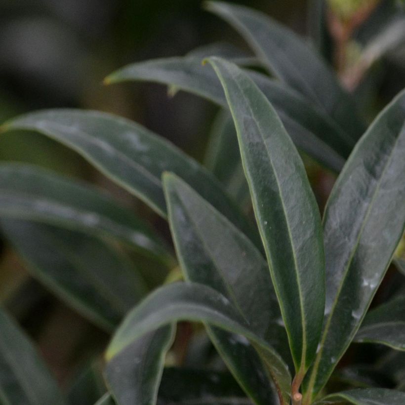 Sarcococca hookeriana Digyna (Foliage)
