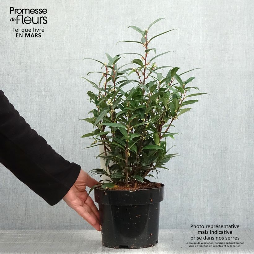 Example of Sarcococca hookeriana Purple Gem Pot de 3L/4L as you get in printemps