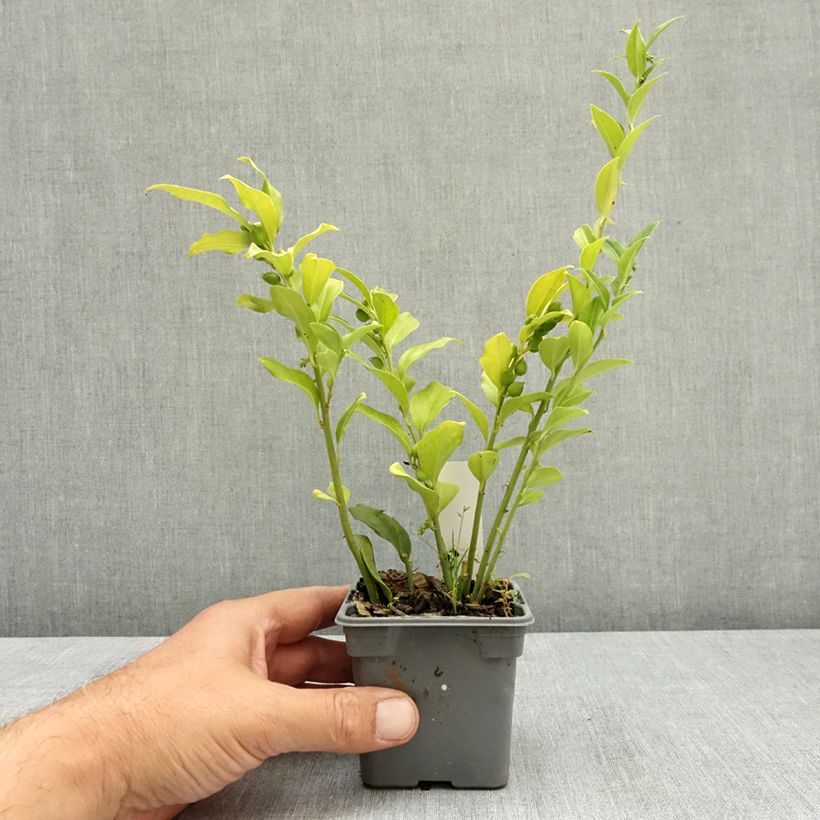 Spécimen de Sarcococca ruscifolia - Sarcocoque à feuilles de Ruscus Godet de 8/9 cm tel que livré en été