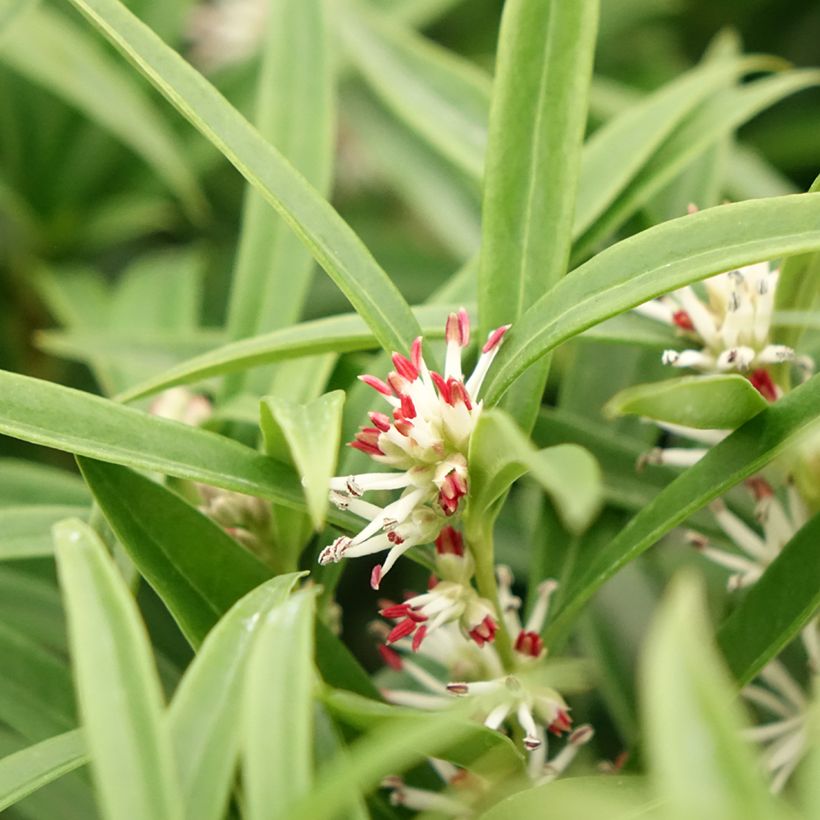 Sarcococca saligna - Sarcocoque à feuilles de saule (Flowering)