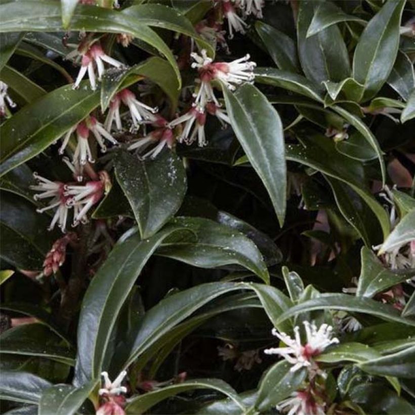 Sarcococca Winter Gem (Foliage)