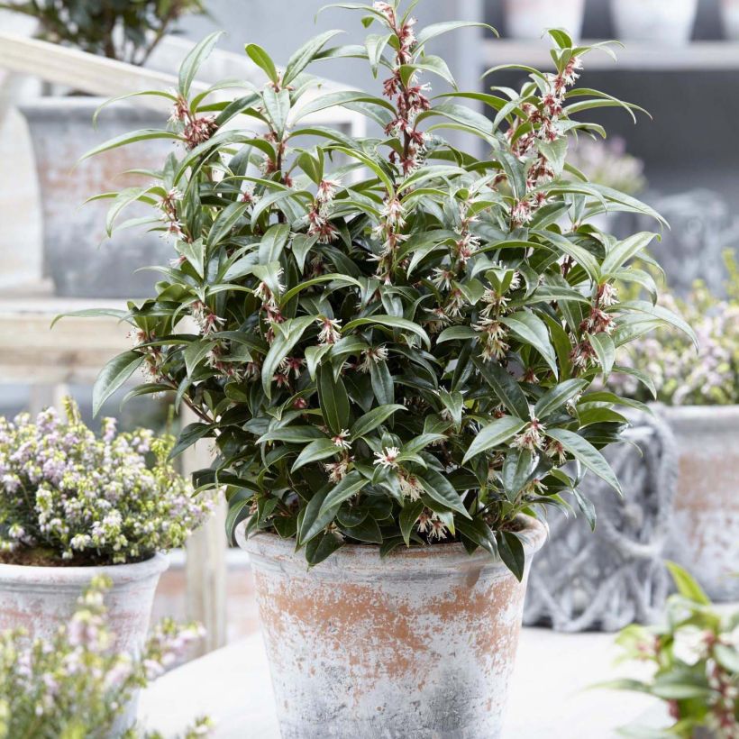 Sarcococca Winter Gem (Plant habit)