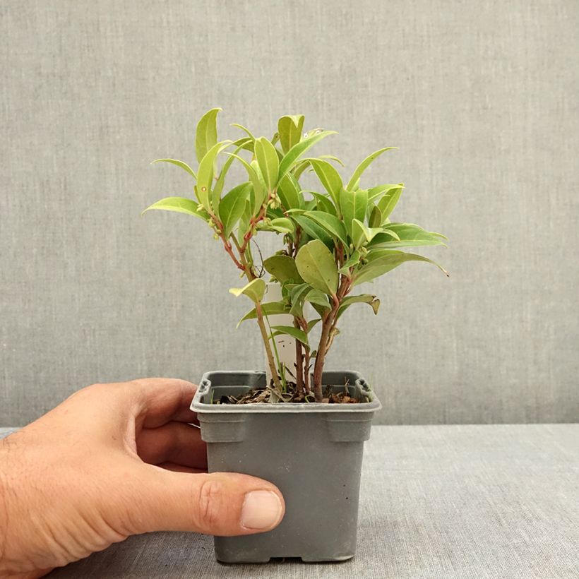 Spécimen de Sarcococca Winter Gem Godet de 8/9 cm tel que livré en été