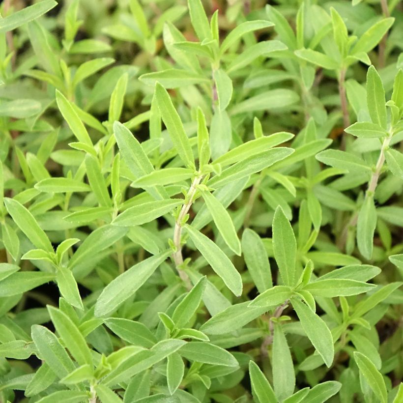 Sarriette vivace en plant BIO (Foliage)