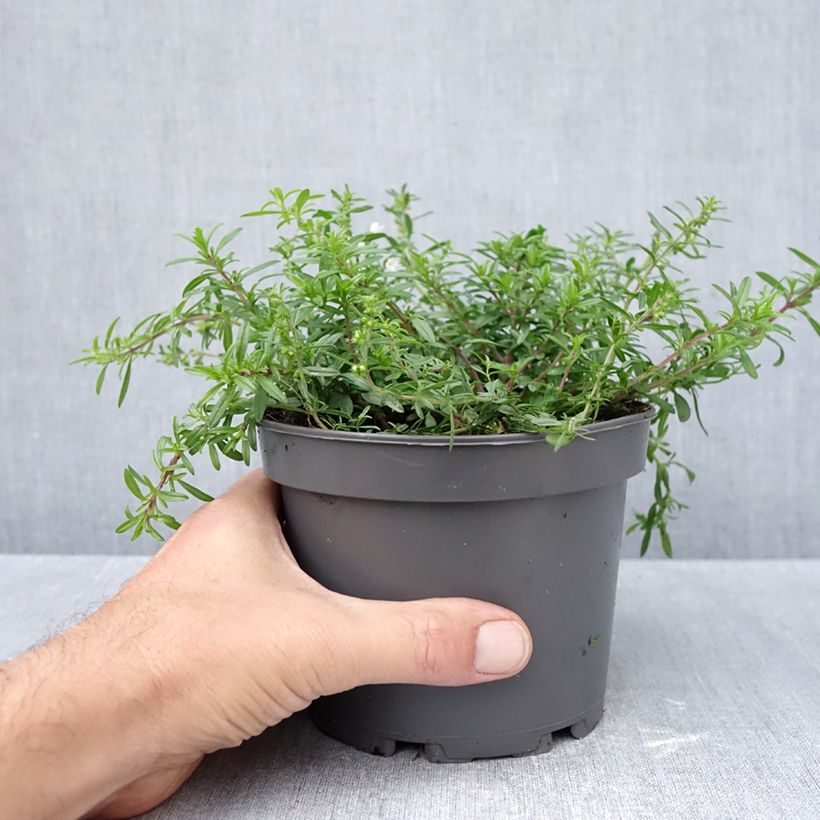 Spécimen de Sarriette vivace rampante - Satureja spicigera Pot de 1,5L/2L tel que livré en automne