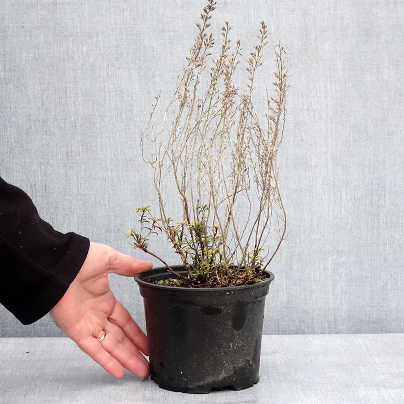 Example of Sarriette vivace - Satureja montana Pot de 2L/3L as you get in hiver