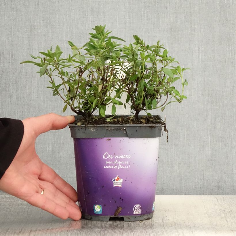 Example of Sauge arbustive Amethyst Lips - Salvia greggii Pot de 2L/3L as you get in printemps